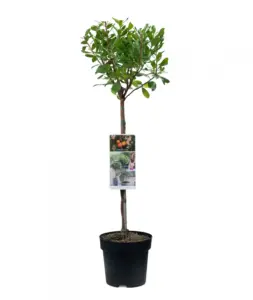 Volgende productafbeelding