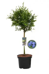 Volgende productafbeelding