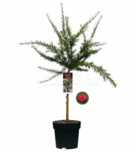 Volgende productafbeelding