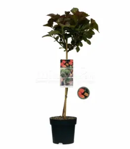 Volgende productafbeelding