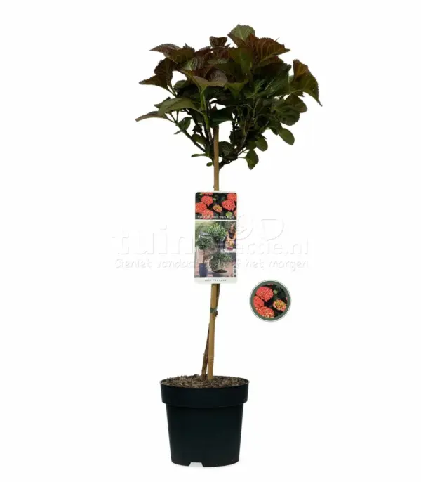 Boerenhortensia Dark Angel