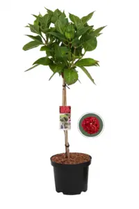 Vorige productafbeelding