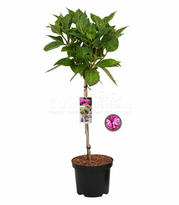 Boerenhortensia Roze