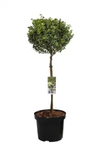 Vorige productafbeelding