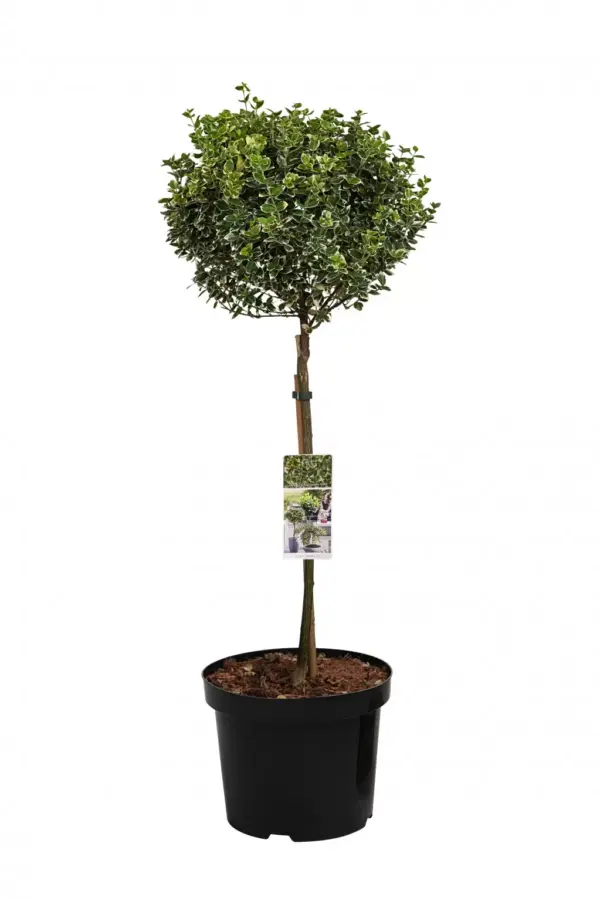 Bontbladige Kardinaalsmuts Gaiety