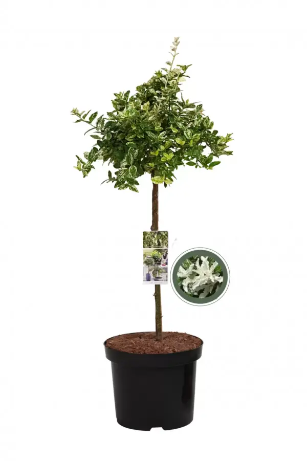 Bontbladige Kardinaalsmuts Harlequin