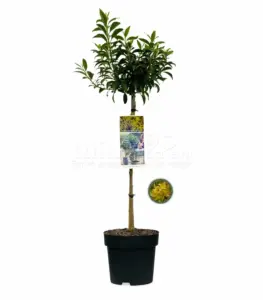 Volgende productafbeelding