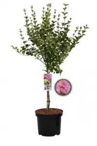 Volgende productafbeelding