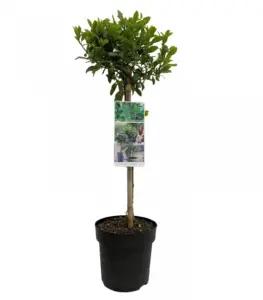 Vorige productafbeelding