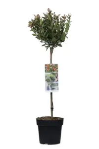 Volgende productafbeelding