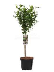 Volgende productafbeelding