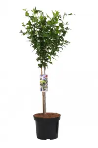 Volgende productafbeelding