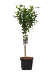 Volgende productafbeelding