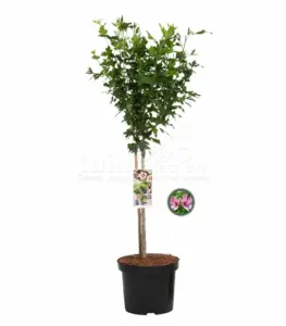 Vorige productafbeelding