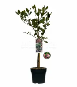 Volgende productafbeelding