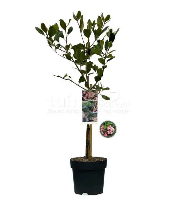 Indiase Meidoorn Indica