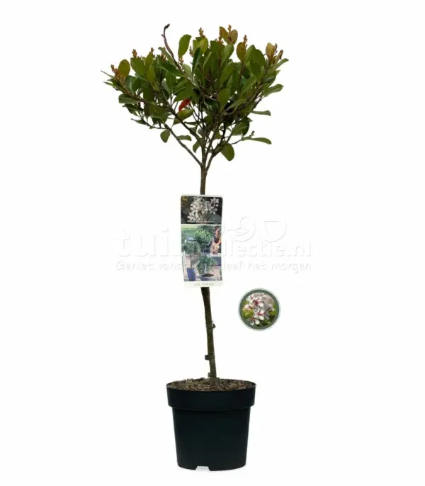 Indiase Meidoorn Umbellata