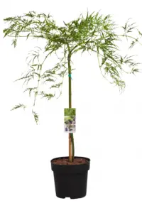 Vorige productafbeelding