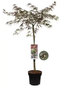 Vorige productafbeelding