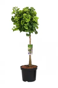 Vorige productafbeelding