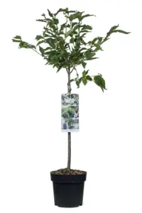 Volgende productafbeelding