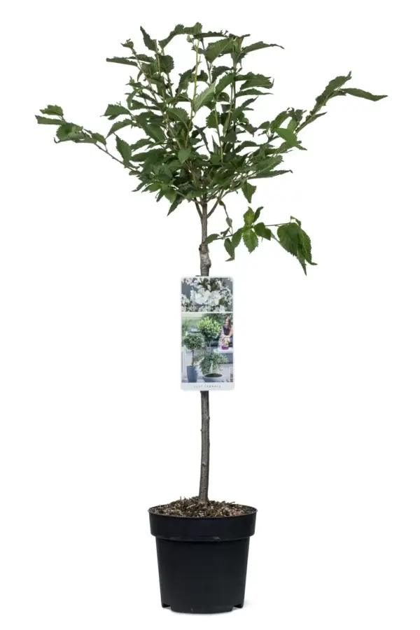 Japanse Sierkers Brillant