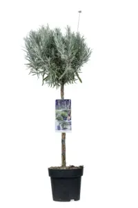 Vorige productafbeelding