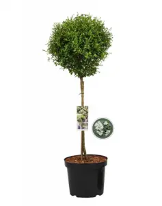 Vorige productafbeelding