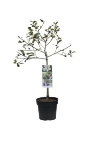 Vorige productafbeelding