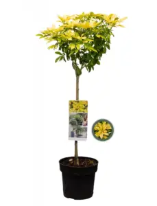 Volgende productafbeelding