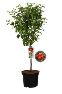 Vorige productafbeelding