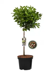 Vorige productafbeelding